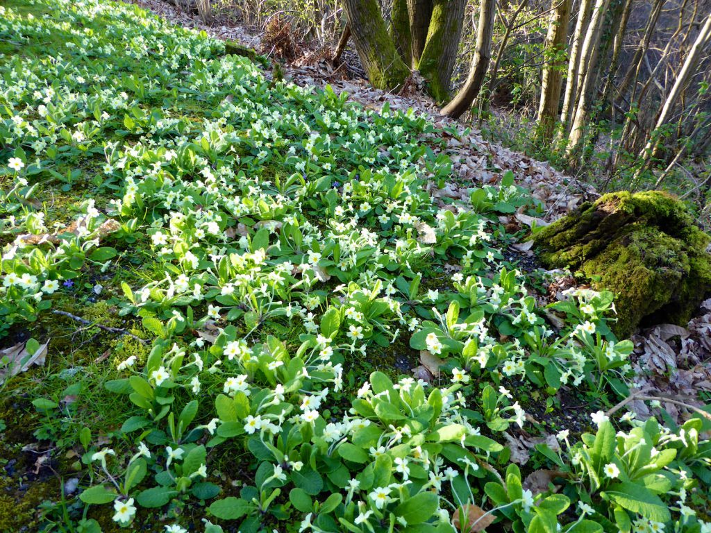 Springtime in England, banks of primroses