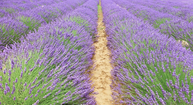 Lavender of Provence, near Bonnieux, Luberon Valley