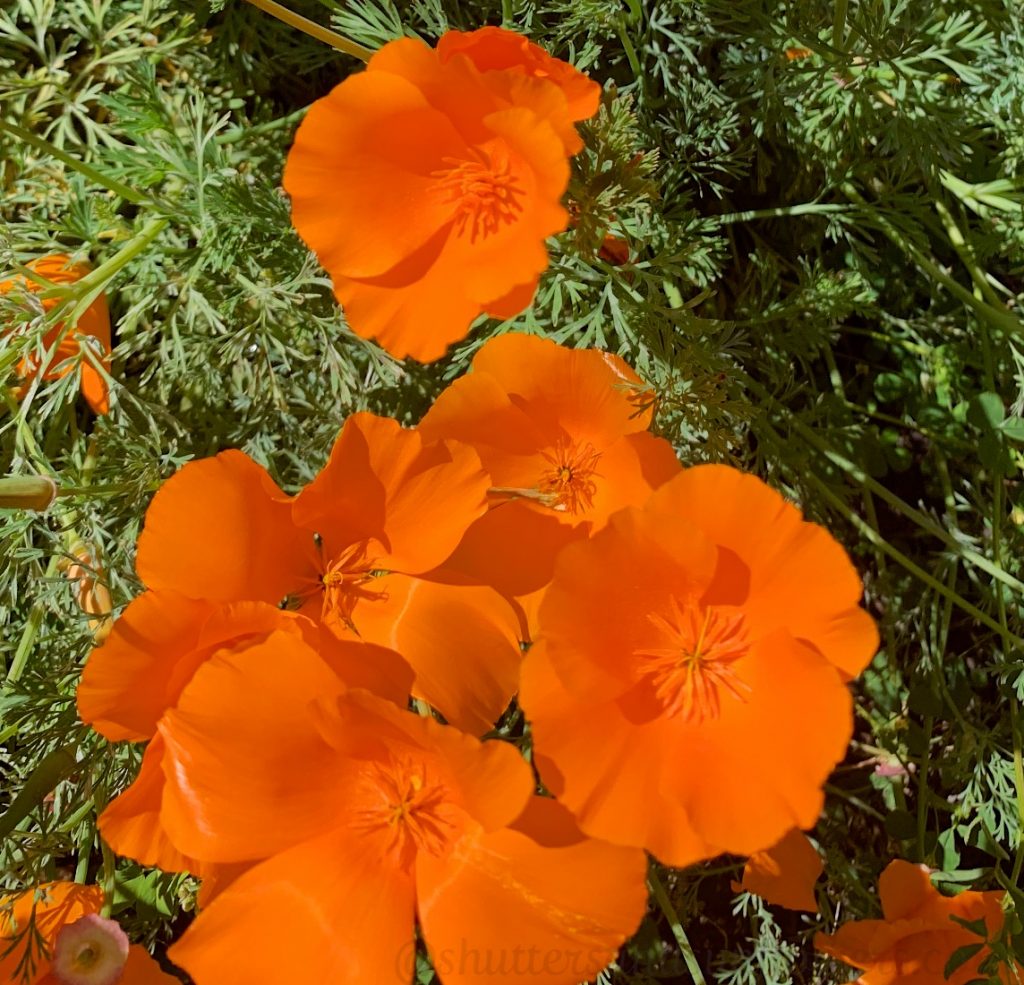 California poppies in Danville, California, USA