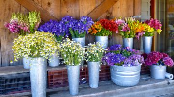 Carmel Valley, California, flowers at Earth Bound Farm