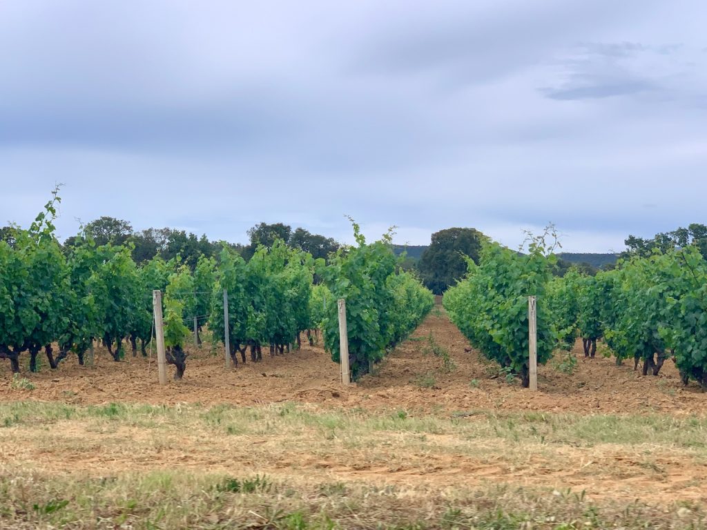 Château Léoube's vines at Pellegrin Beach, Bormes-les-Mimosas, Var, Provence, France