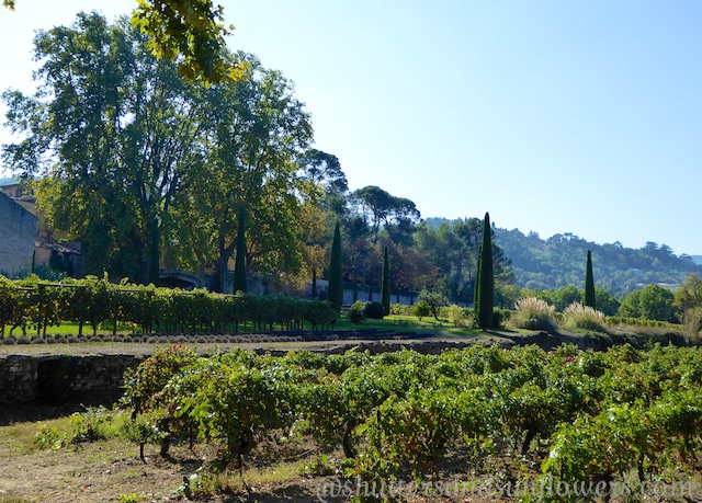 Vines at Chateau Canorgue, Bonnieux, Luberon, France