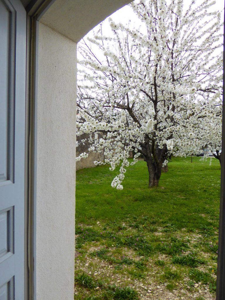 cherry blossoms from the door of Maison des Cerises, Lourmarin