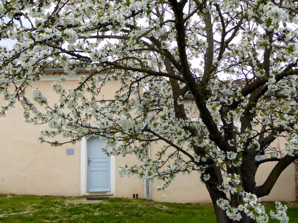 Cherry trees in bloom outside Maison des Cerises, Lourmarin