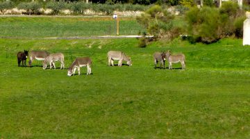 Donkies in Lourmarin, Luberon, Provence, France near Christmas time