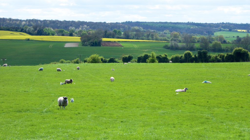 Springtime in England, rolling countryside