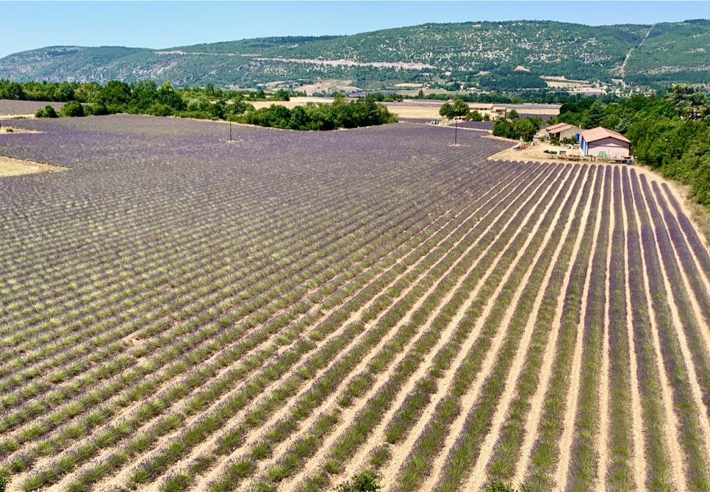 Fields of Lavender near Sault, Luberon, Vaucluse, Provence, France