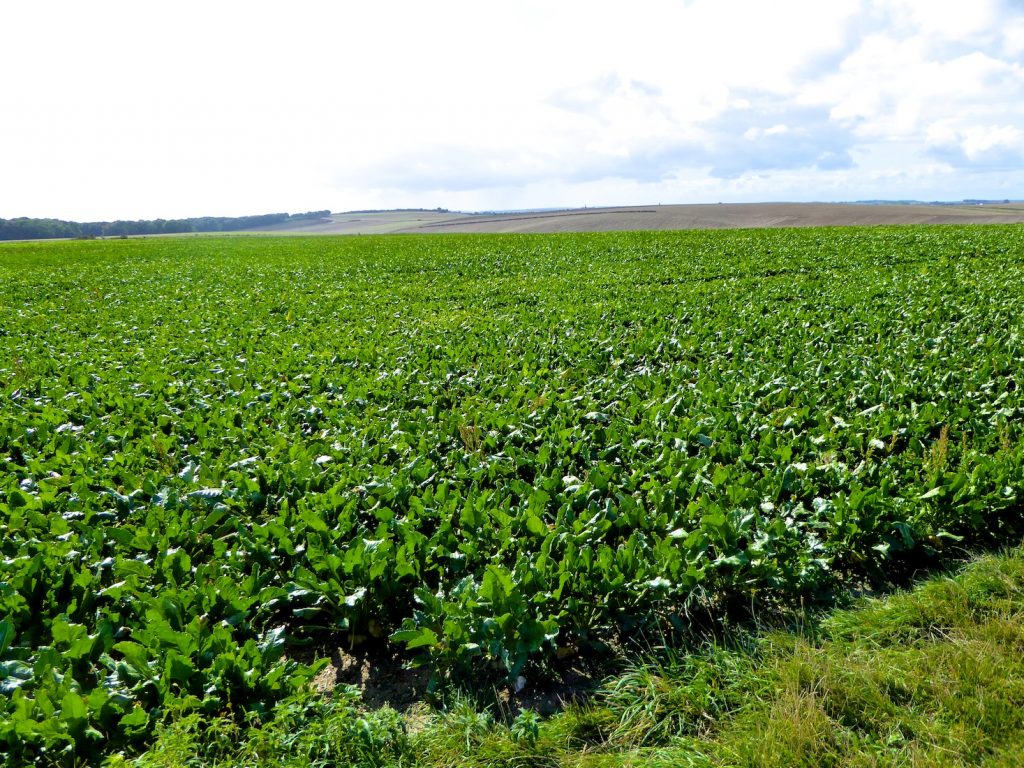 Fields of the Battle of the Somme, Northern France, where poppies grew in World War I