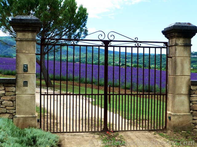 Lavender near Loumarin, Luberon, Vaucluse, Provence