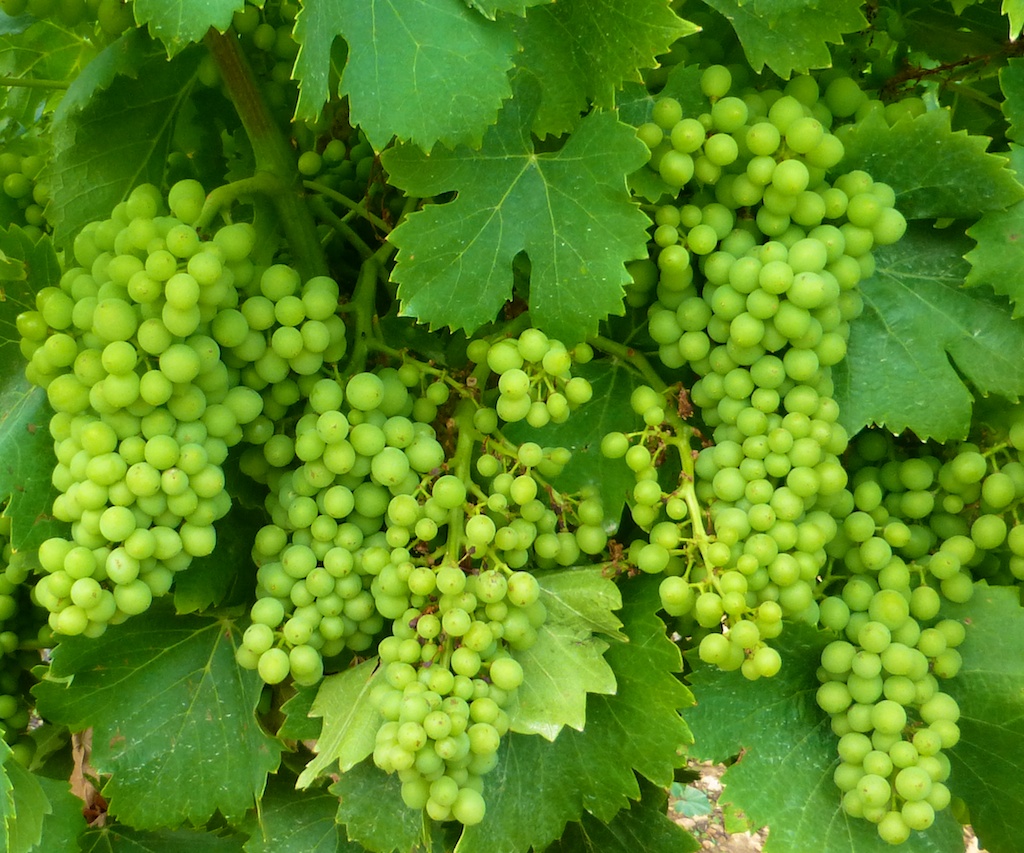 Vines of Provence