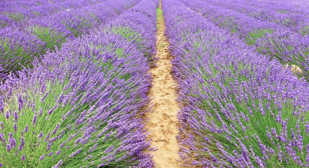 Lavender fields in the Luberon, Provence for La Masion FRANC's lavbeder wands and boules