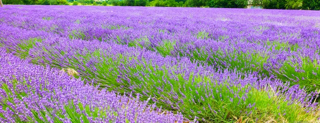 Lavender fields of the Luberon, Luberon Valley, Vaulcuse, Provence, France