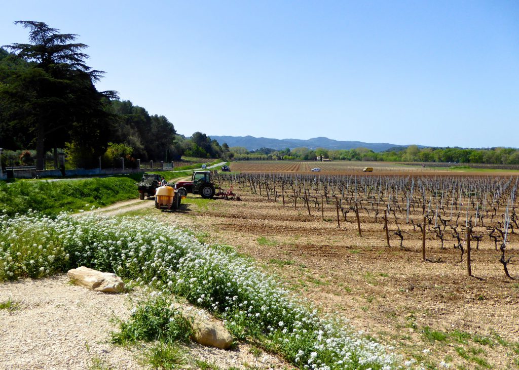 Le terroir at Le Château Constantin, Lourmarin, Luberon, Vaucluse, Provence, France