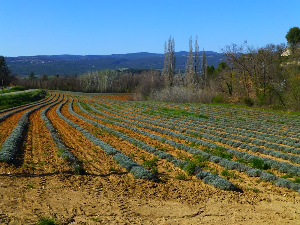 Luberon lavender fields in Spring, near Gordes, Provence, France