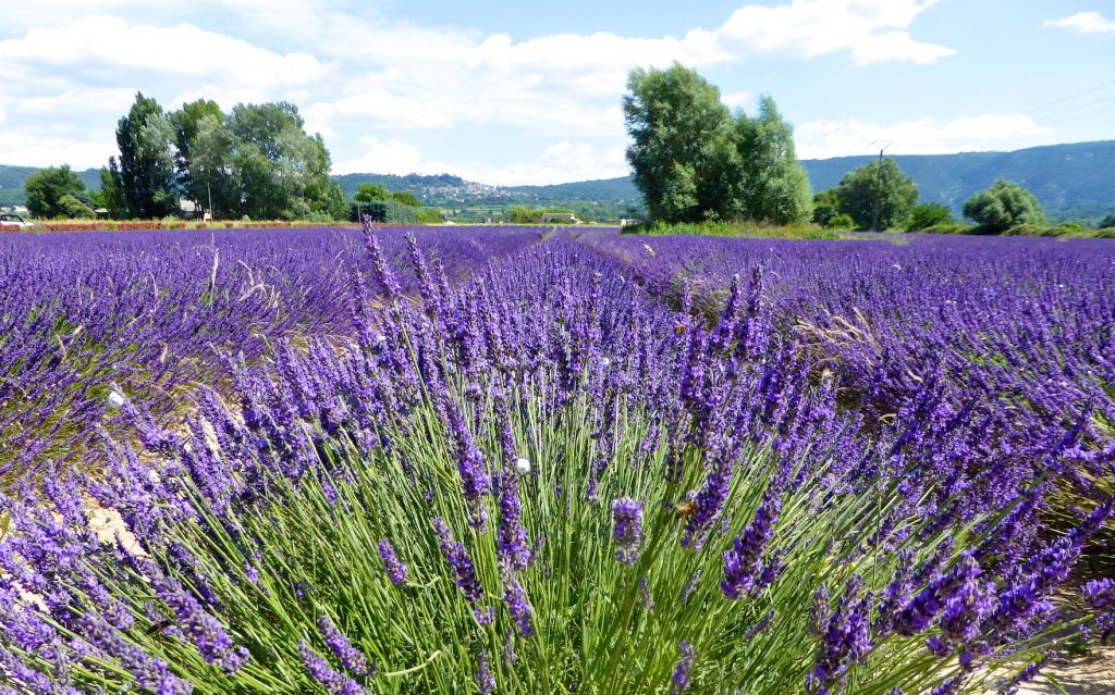 Lourmarin Travel Guide, Luberon lavender fields