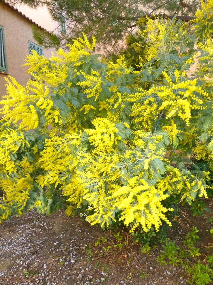 Mimosa in Bandol, Provence, France