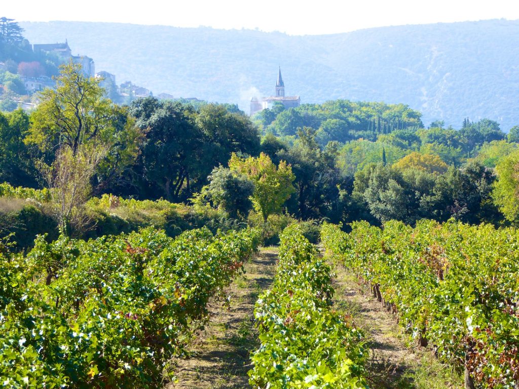 Vineyards of the Provencal wine domains at Chateau Canorgue, Bonnieux, Luberon Provence