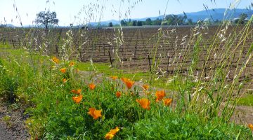 Napa Vineyards & spring California Poppies, Napa Valley, California. USA