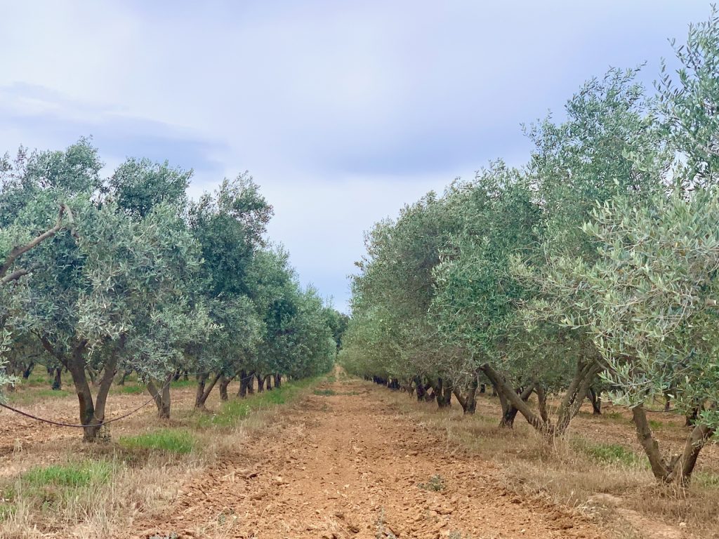 Olive groves at Café Léoube, Pellegrin Beach, Bormes-les-Mimosas, Var, Provence, France