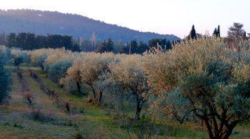 Provence Olive trees at first light