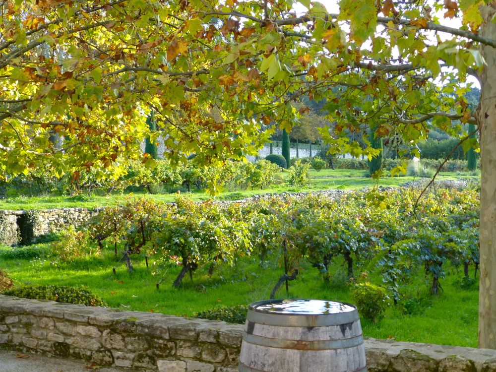 Vineyards at Chateau Canorgue