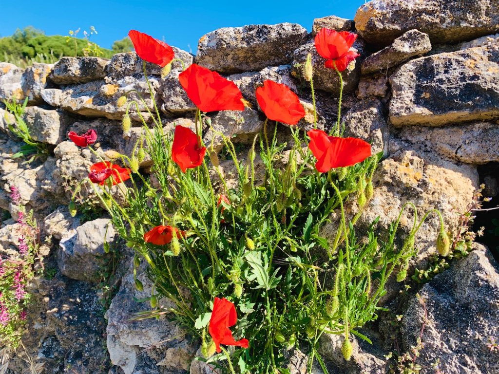 Poppies in Lourmarin, Provence