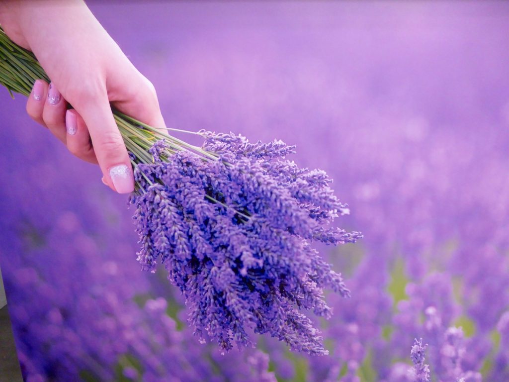 Provencal Lavender bunches from the Luberon, Luberon, Vaucluse, Provence, France