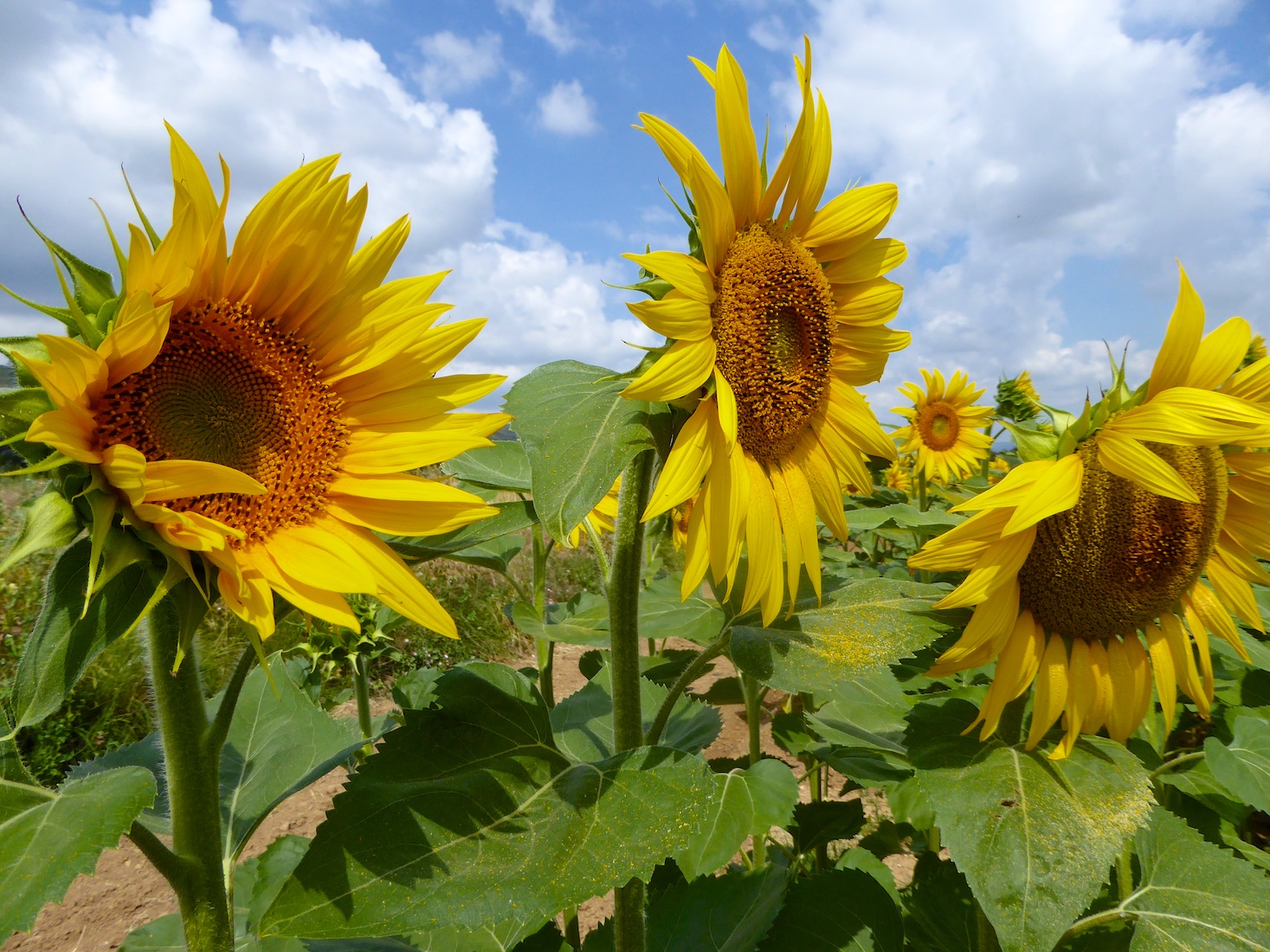 Shutters and Sunflowers Provencal sunflowers favorite things in Provence