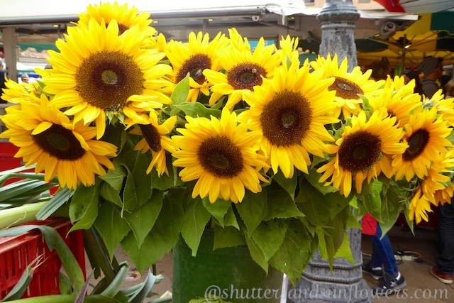 Sunflowers in Lourmarin's Friday market, Luberon, Vaucluse, Provence, France