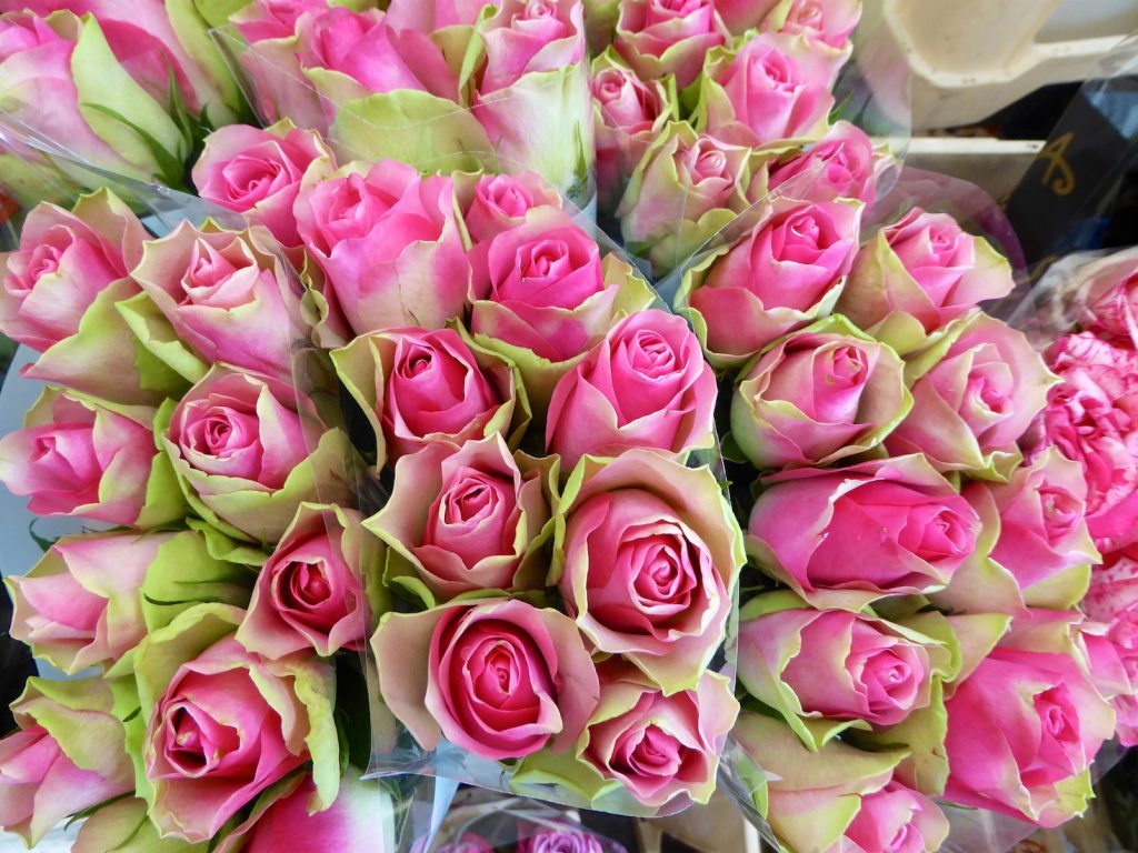 Roses in the Lourmarin market, Lourmarin, Luberon, Provence, France