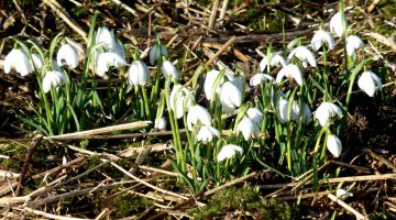 Snowdrops in England