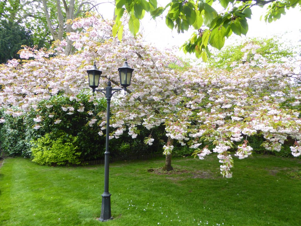 Springtime in England, spring blossoms