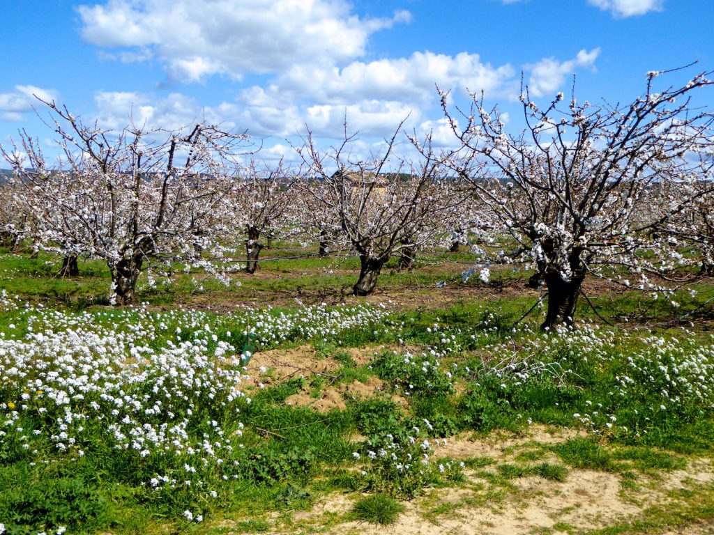 Springtime Cherry blossoms in the Luberon, Vaucluse, Provence, France