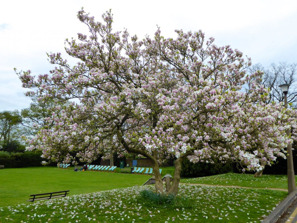 Springtime in England, magnolia blossoms