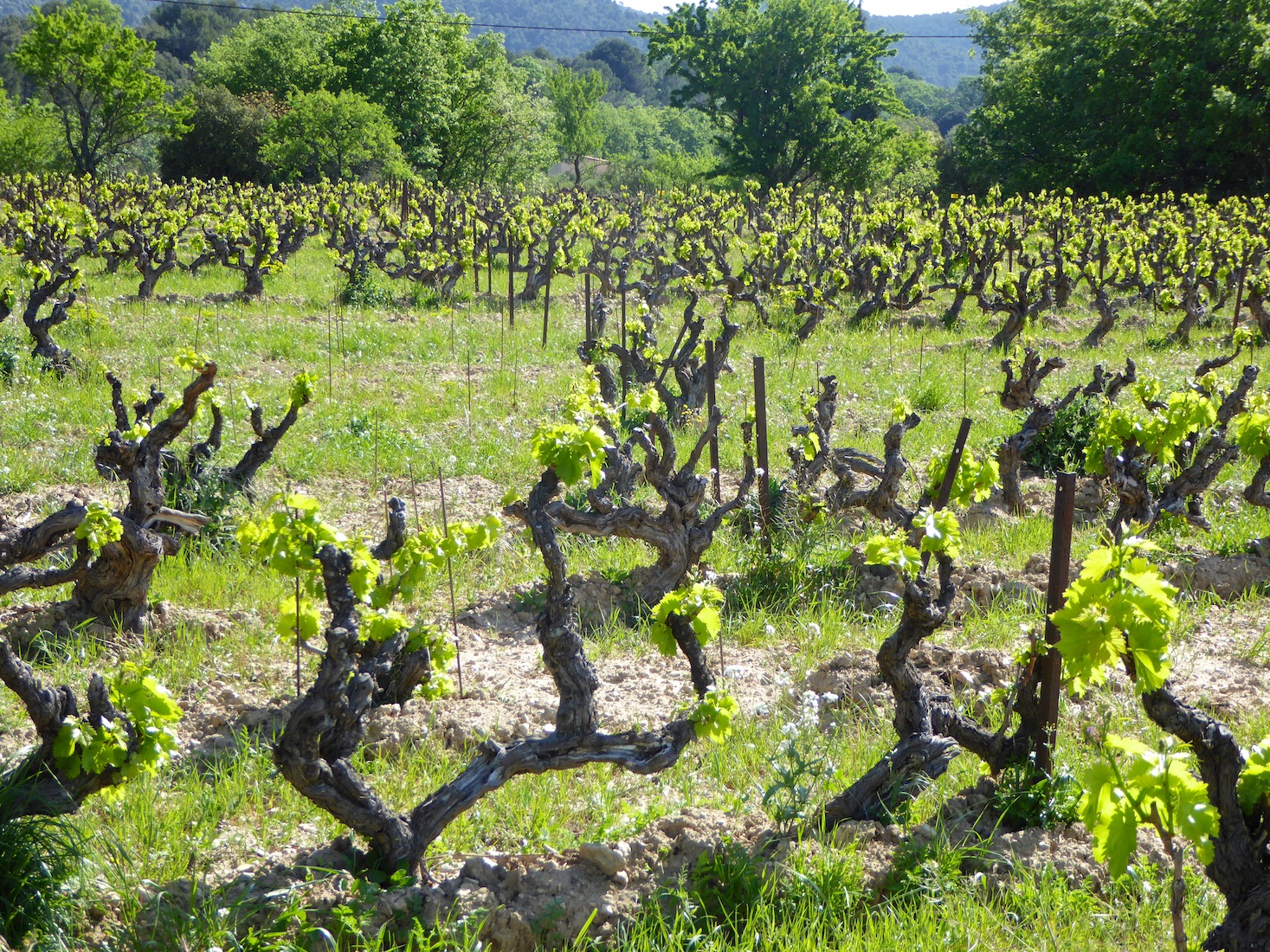 Springtime vines blooming in Lourmarin, Luberon, Provence