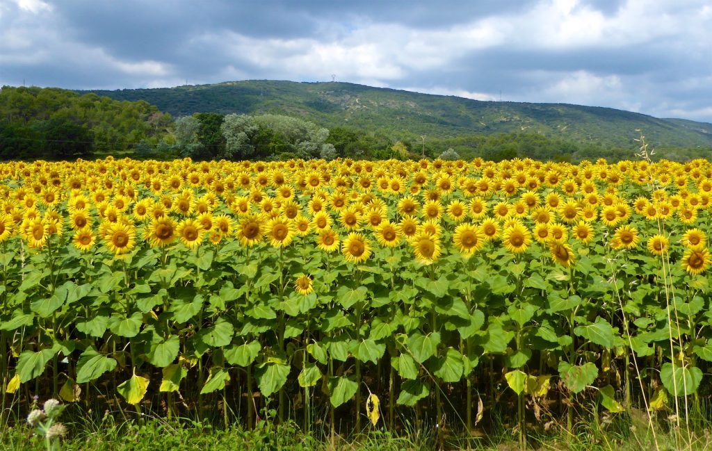 Sunflowers fields of Provence near Lourmarin