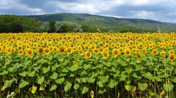 Lourmarin Travel Guide, Sunflower field in Luberon, Provence