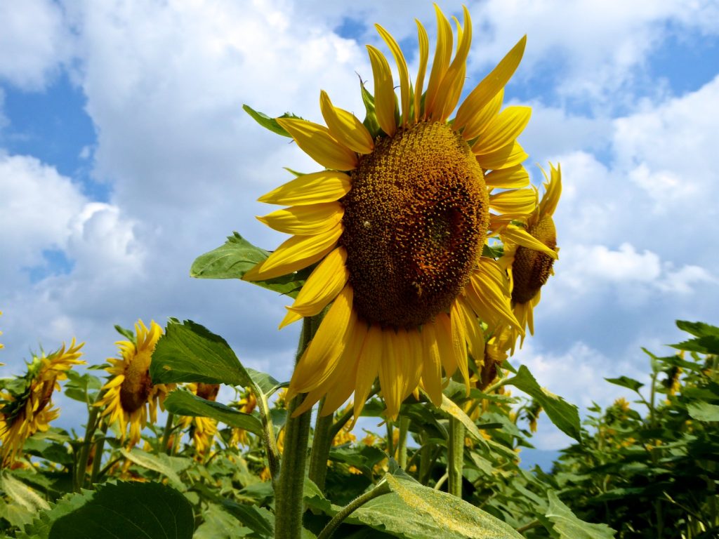 Shutters and sunflowers a blog about Provence