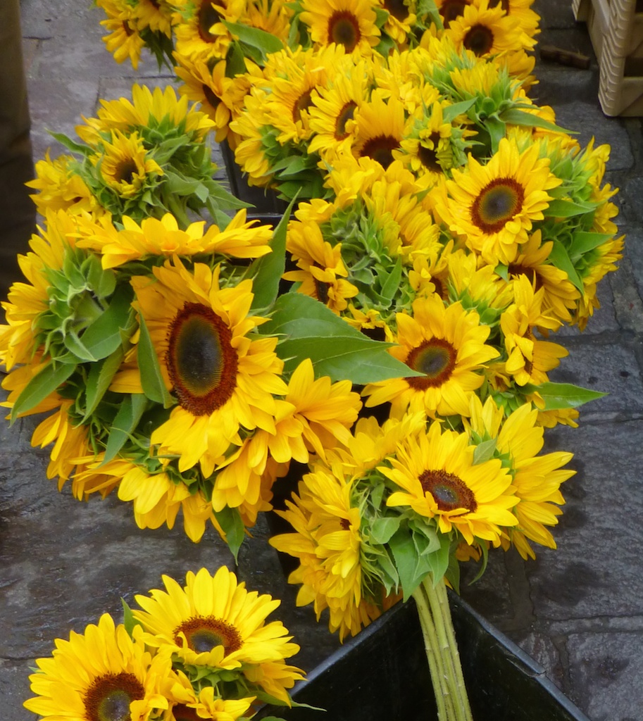 Sunflowers at Wednesday Market in Uzes