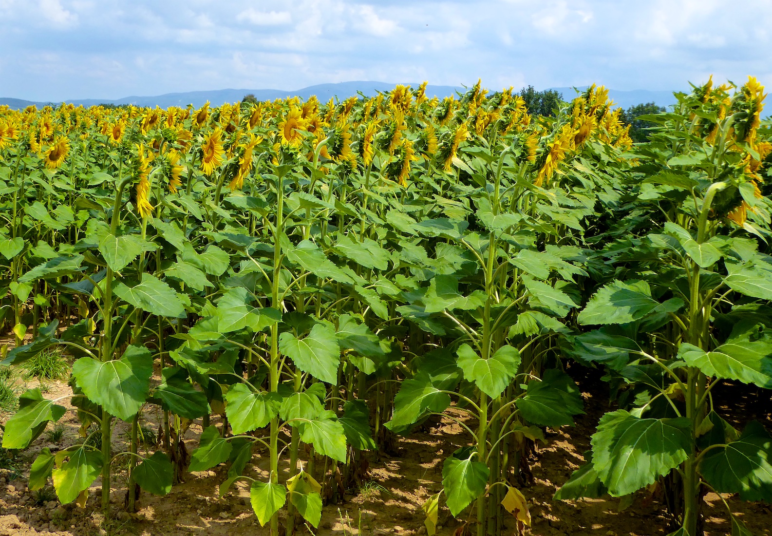 Shutters and Sunflowers Sunflowers moving with the sun