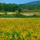 Sunflowers of Provence, France