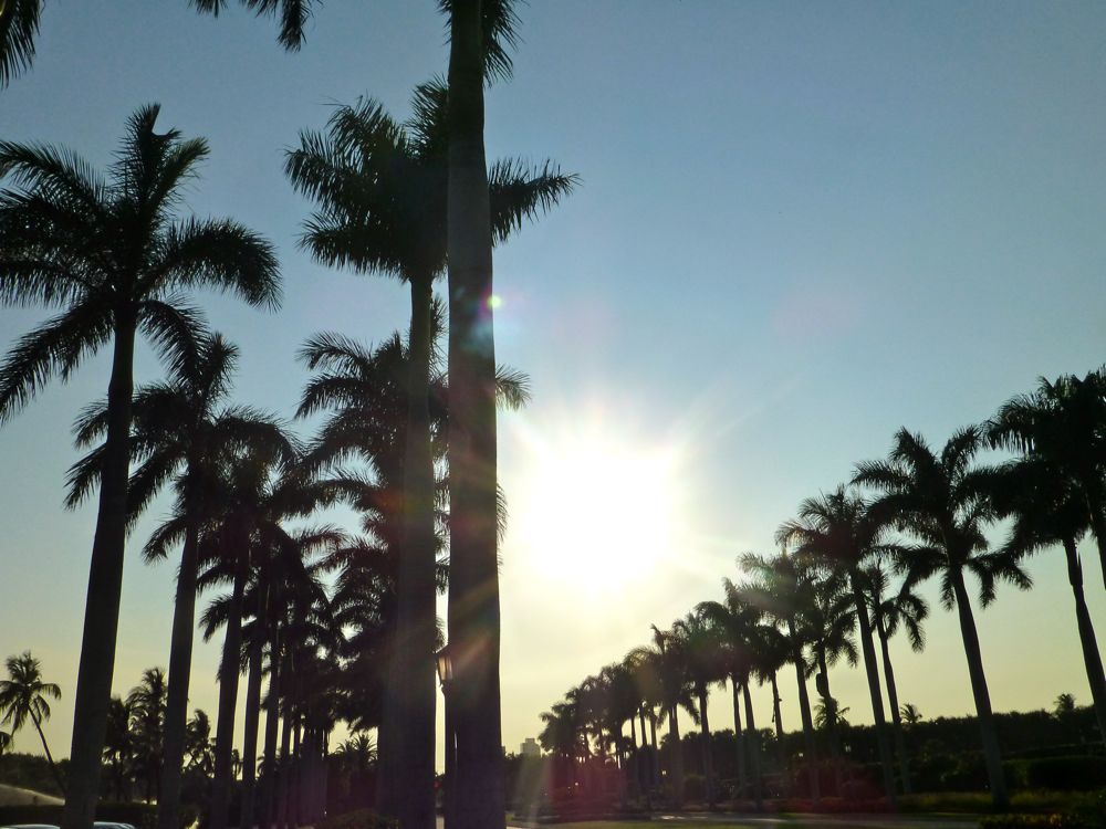 Sunset by the Palm trees, West Palm Beach, Florida, USA