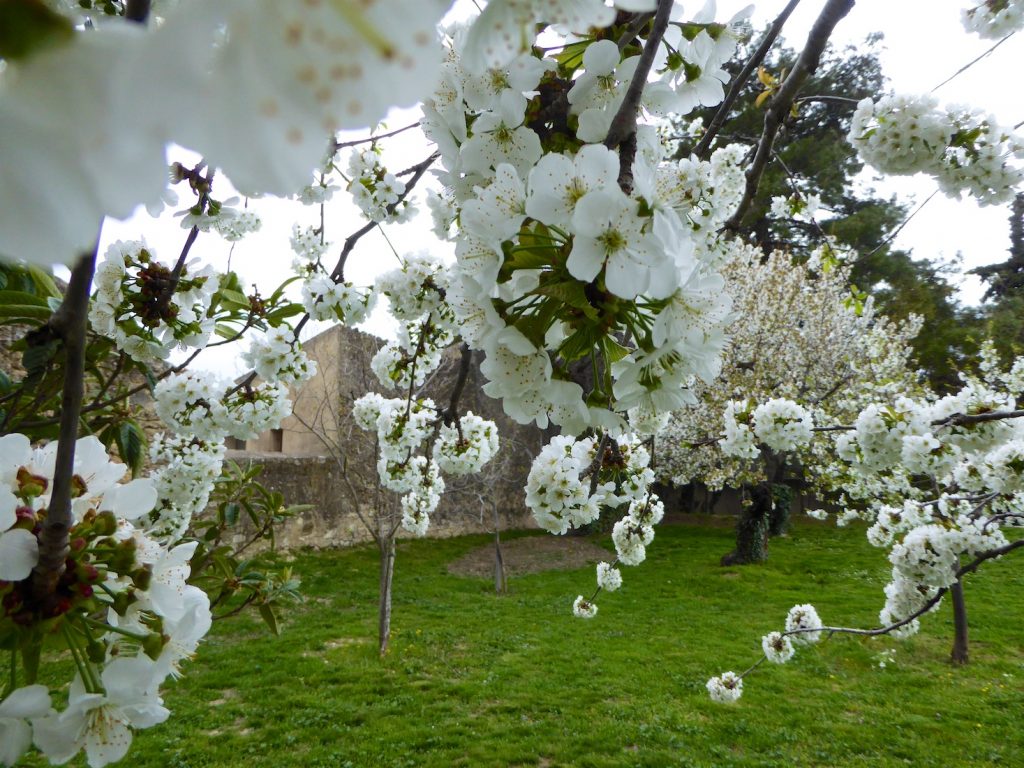 Cherry blossoms in Lourmarin, Luberon, Vaucluse, Provence, France