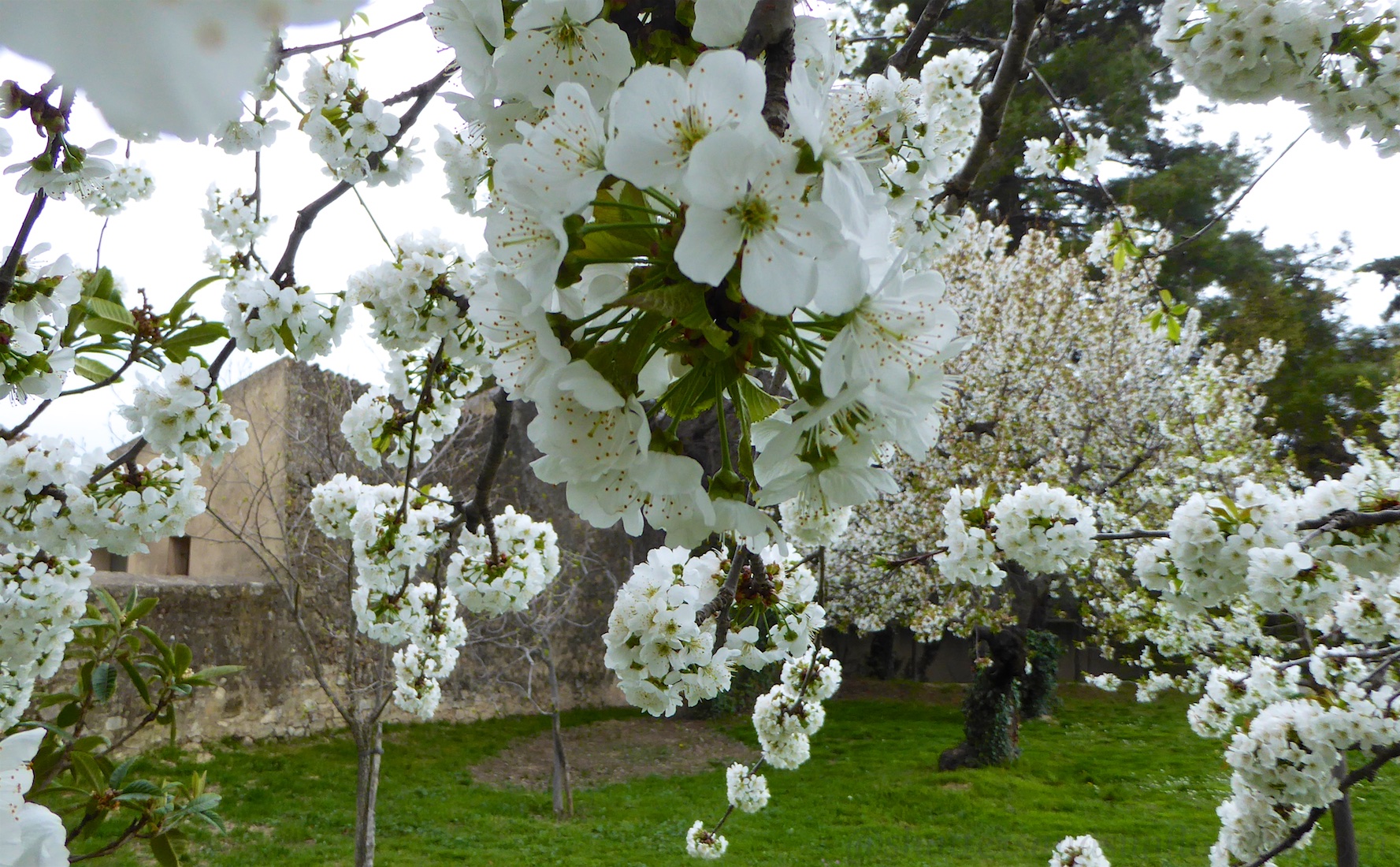 Spting blossoms in Lourmarin, Luberon, Provence
