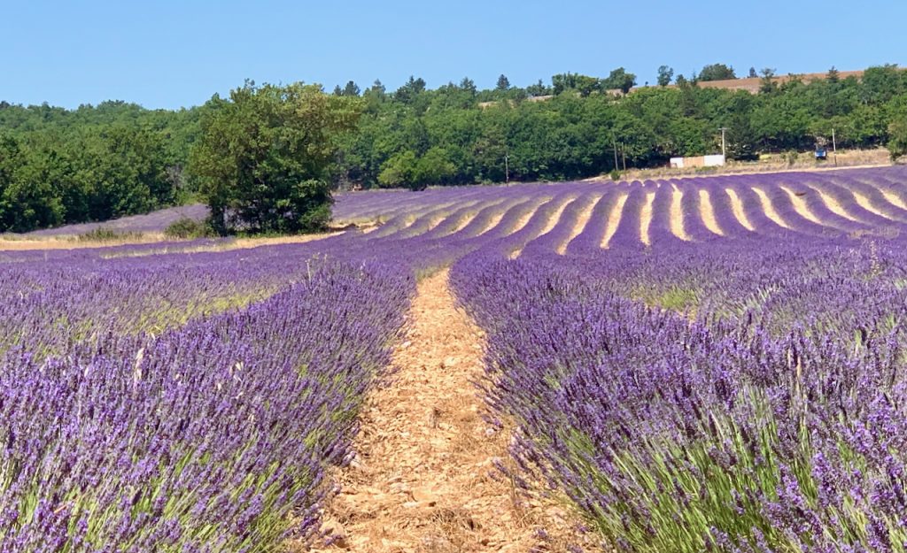 The Fields of Lavender near Sault, Luberon, Vaucluse, Provence, France