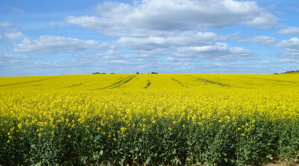 Springtime in England fields of rape near Goring, England