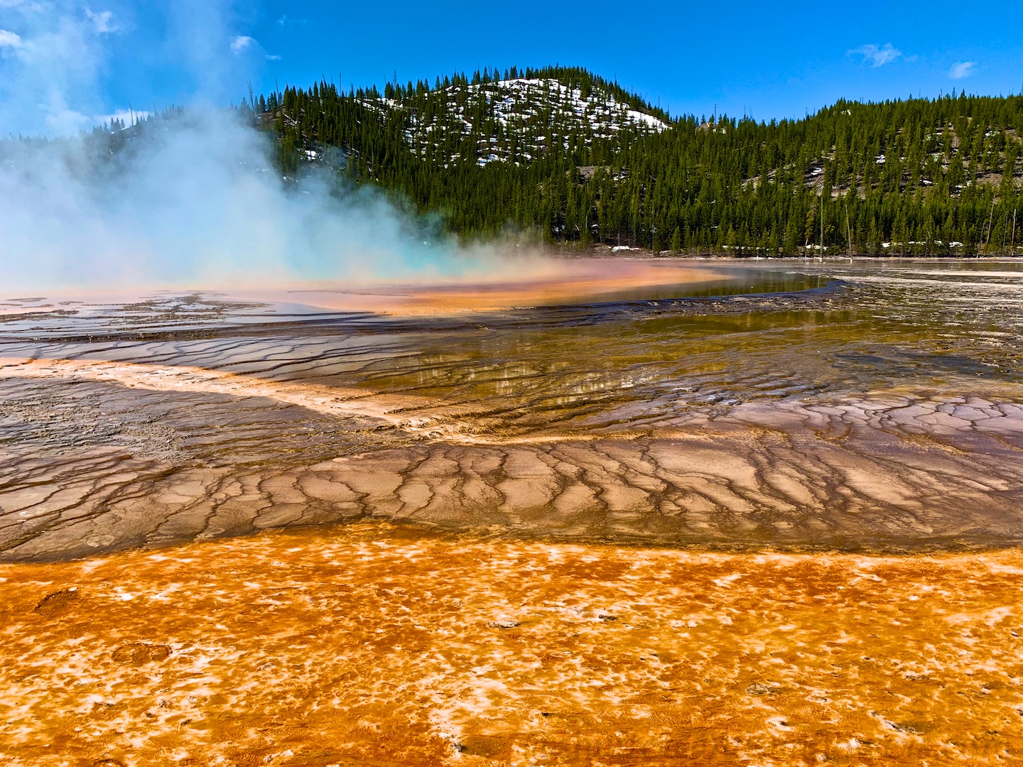 The forest of microorganisms by the Grand Prismatic Spring, Yellowstone National Park, USA