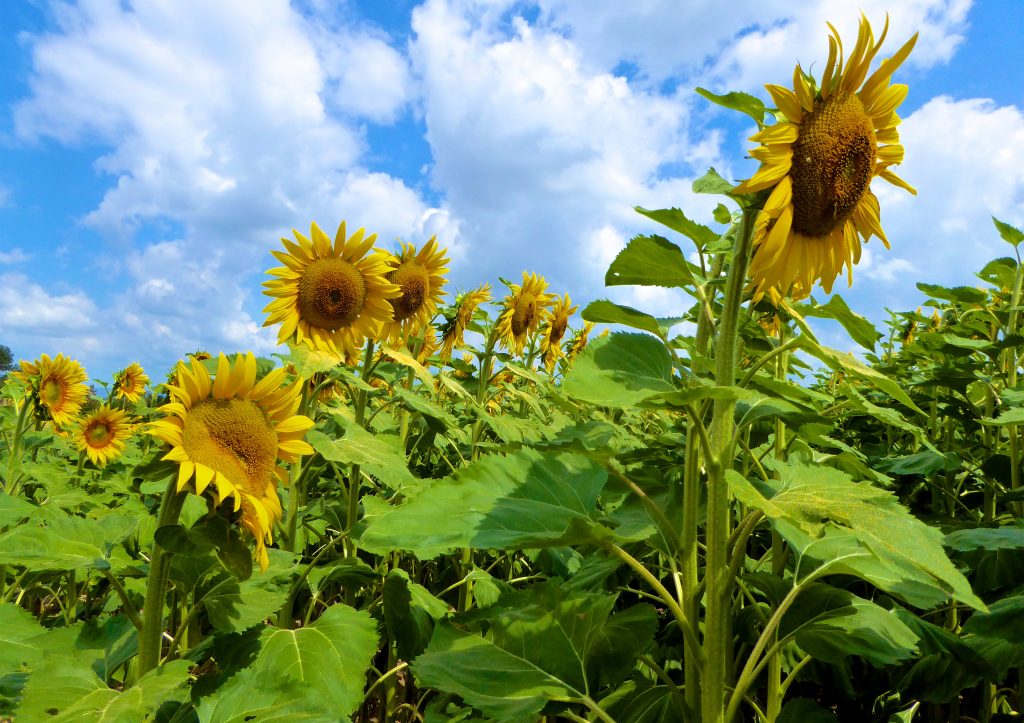 THE SUNFLOWERS OF PROVENCE