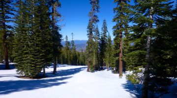 Through the trees on the Northstars' slopes, Lake Tahoe, California, USA