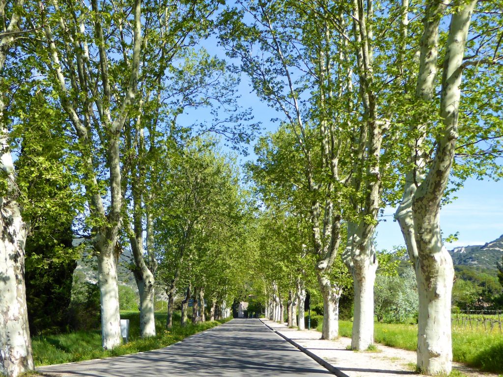 Tree lined avenues and roads of the Luberon, Provence